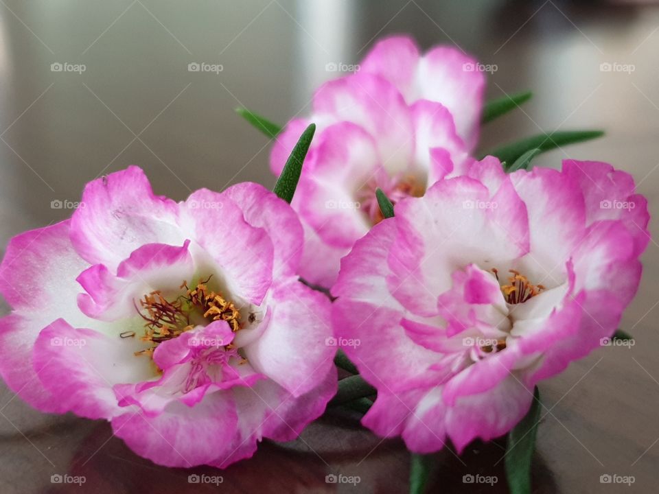 my beautiful Portulaca grandiflora