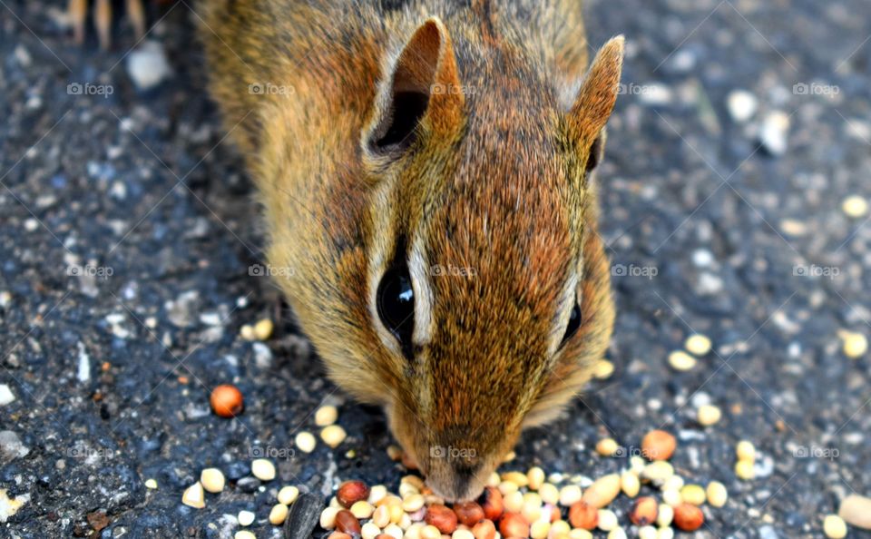 Close-up Chipmunk