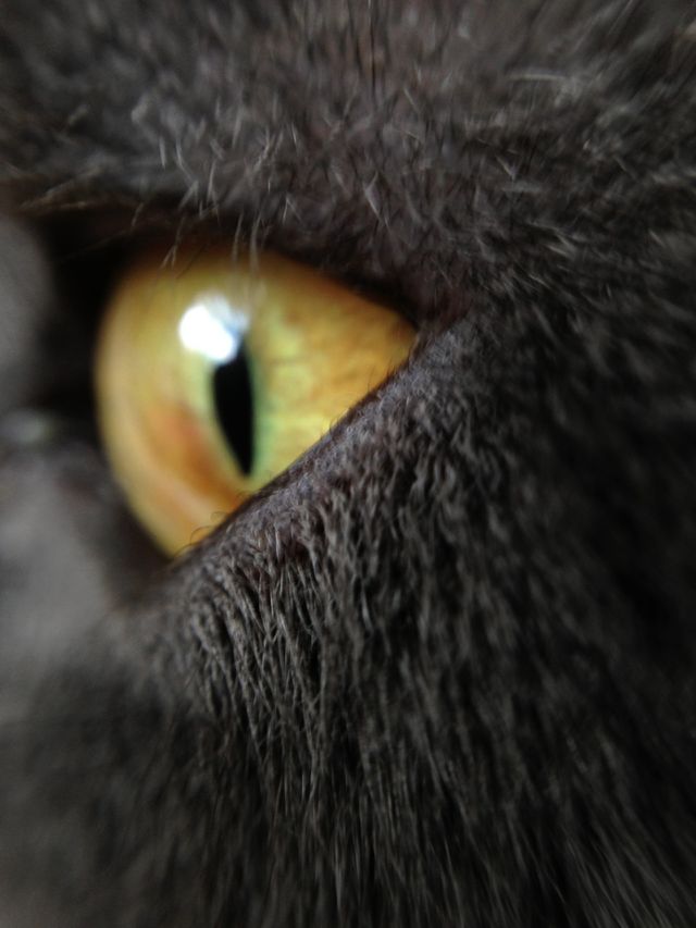 Cat eye