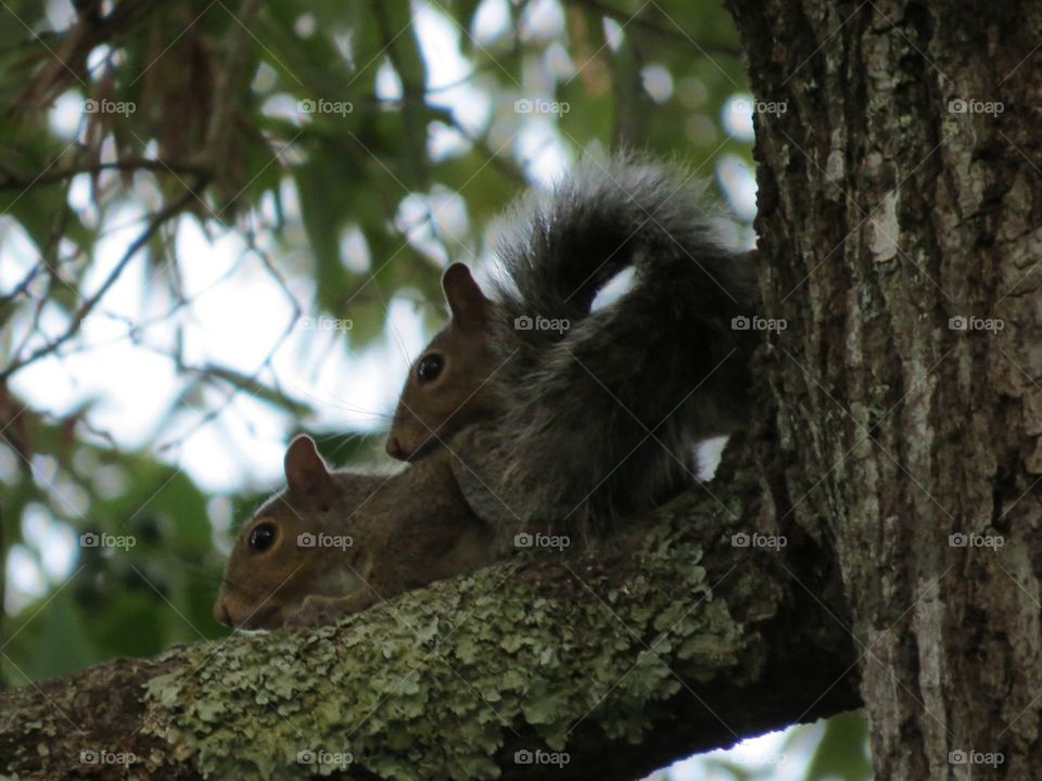 Squirrel couple in tree