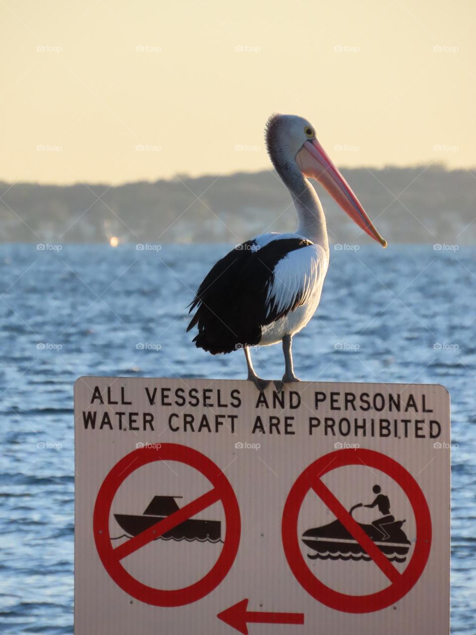 Pelican at sunset