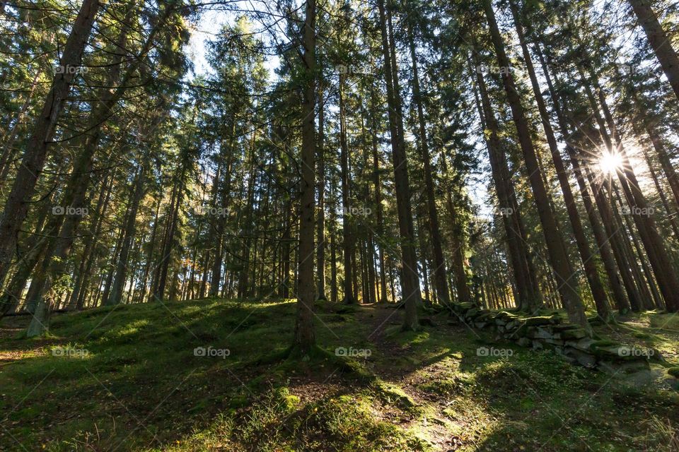 The sun is shining behind the tall pine trees in the old forest, the ground is covered with green moss and an old stone wall 