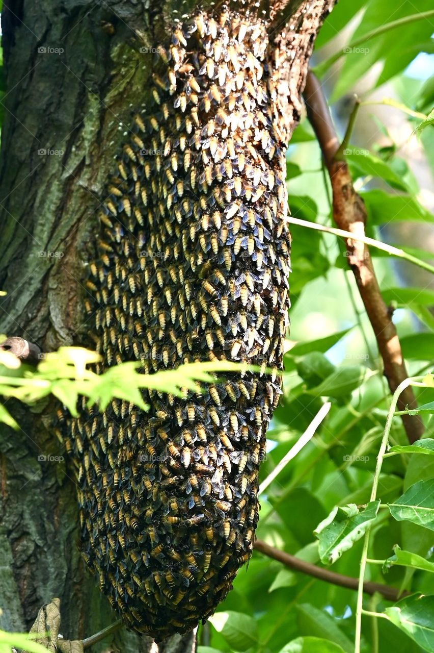 Honey bees hive on the tree