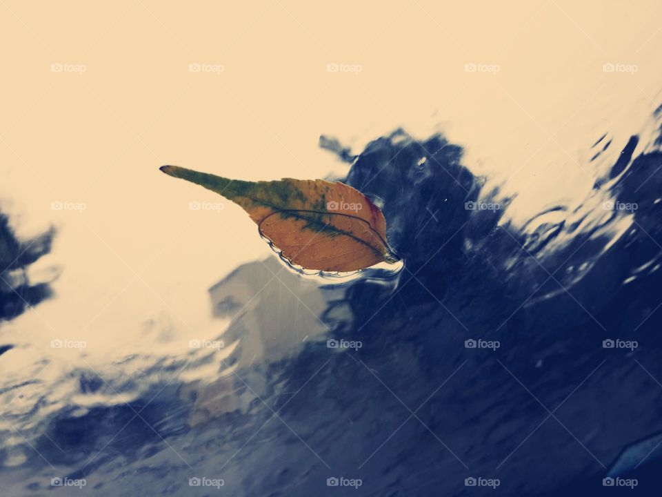 A leaf on the window