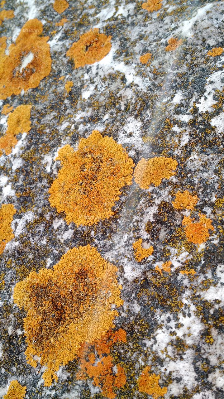 Rock lichen