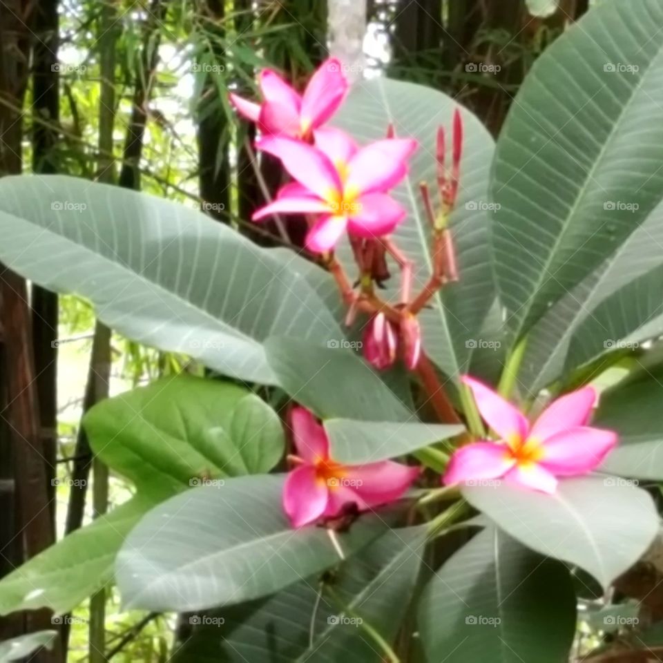 hibiscus in Thaïland