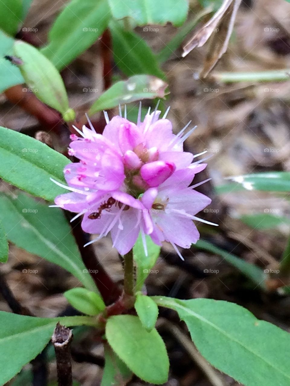 Purple weed flower