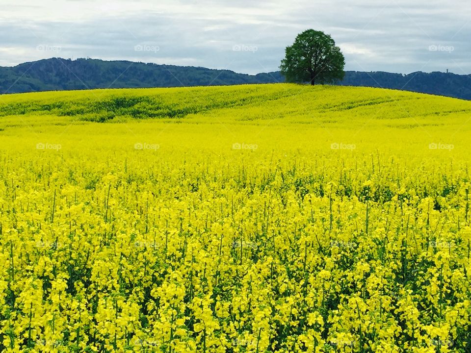 Yellow flower fields. Amazing how beautiful the landscape is at the moment, all yellow and green and blooming.