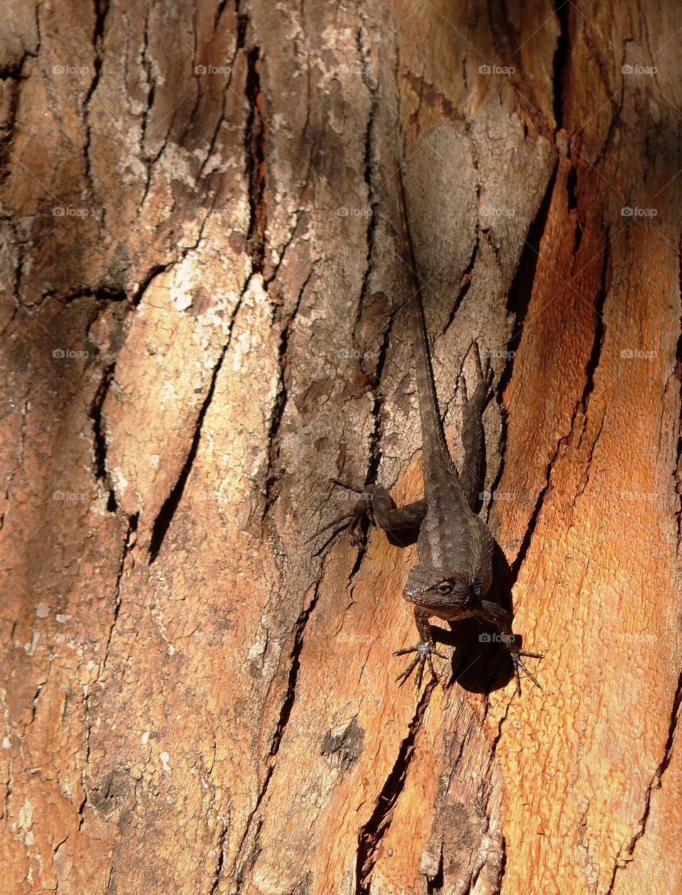 Lizard on tree in forest 