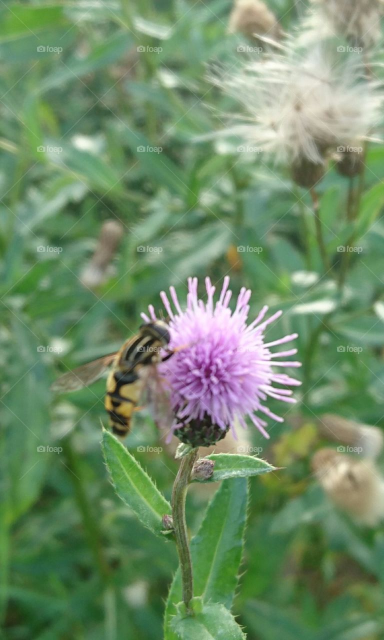 honeybee and the wildflower