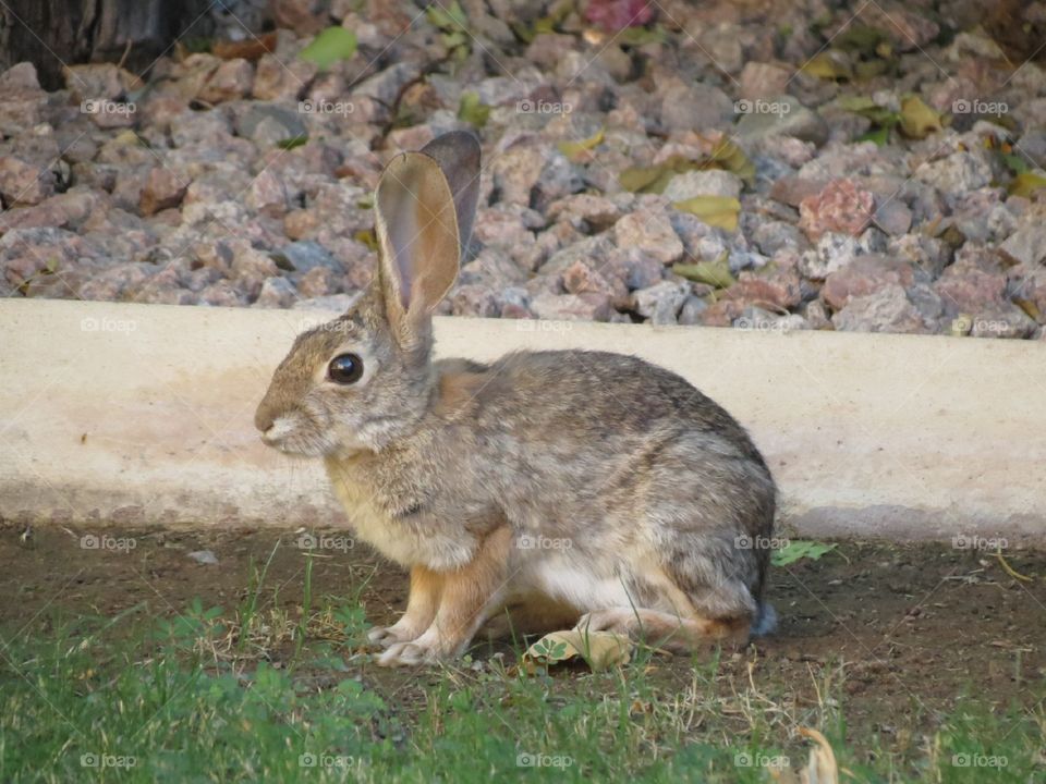 Backyard Bunny.