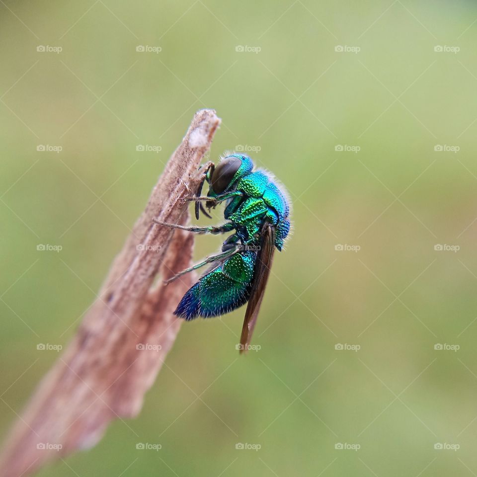 chuko wasp, blue wasp