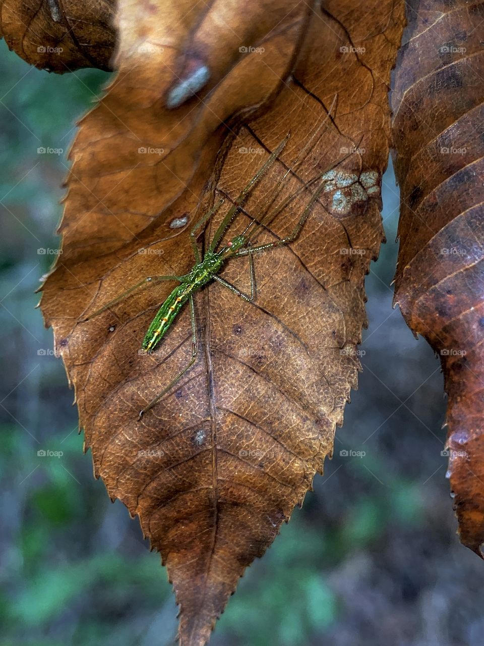 Hidden Away 