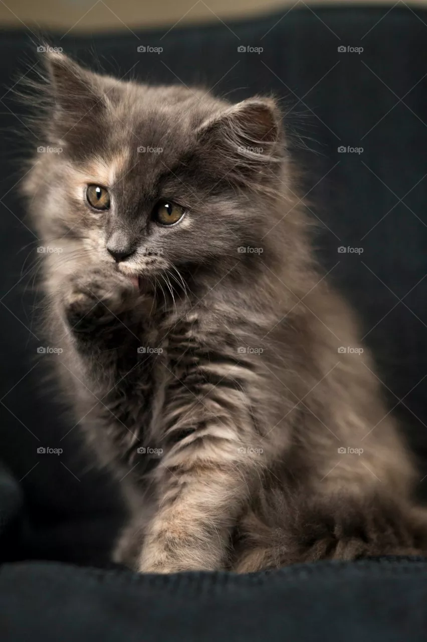 Kitten 