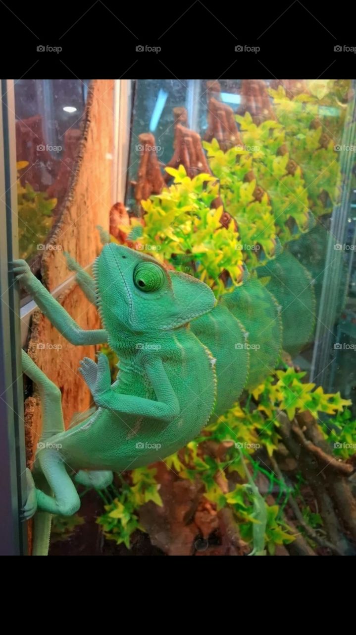 The green chameleon froze