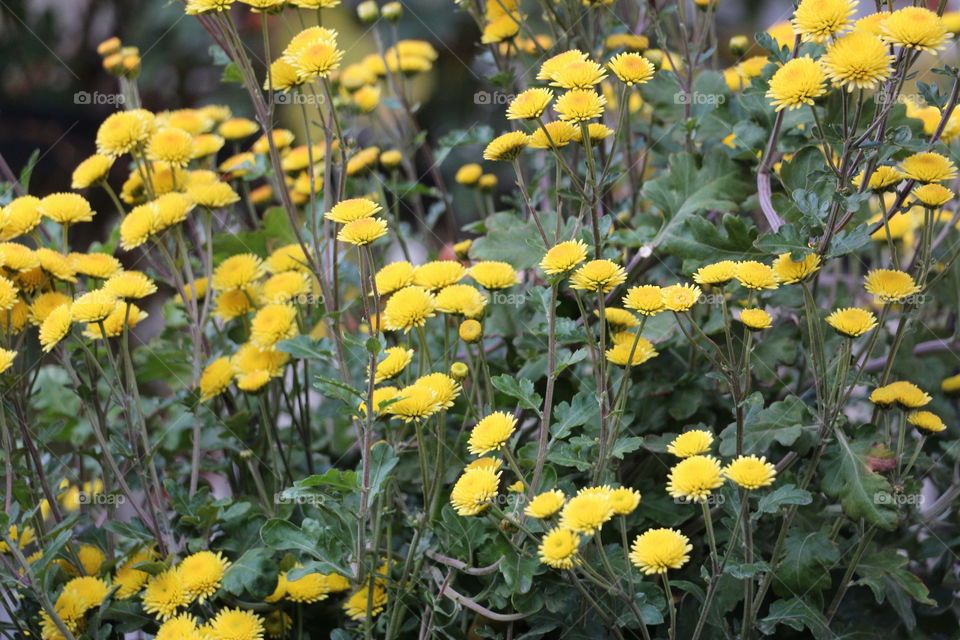 Beautiful yellow flowers in the garden