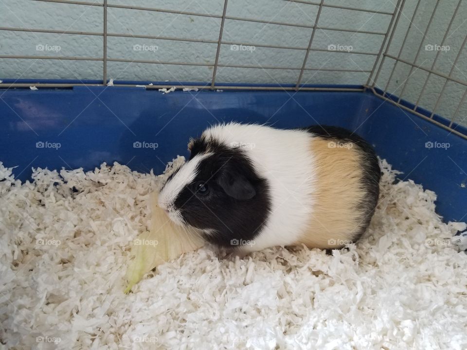 guinea pig