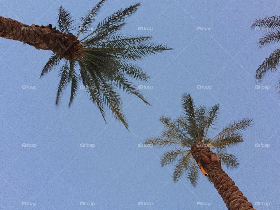 No Person, Tree, Tropical, Beach, Palm