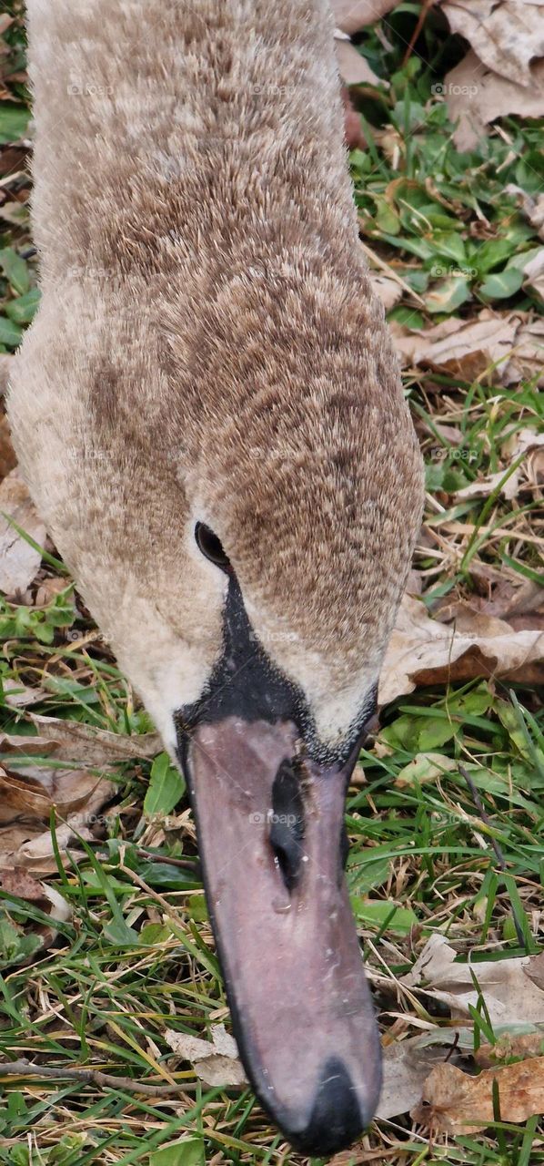 Beautiful young swan a moments before he starts to eat grass from the field covered with leafs