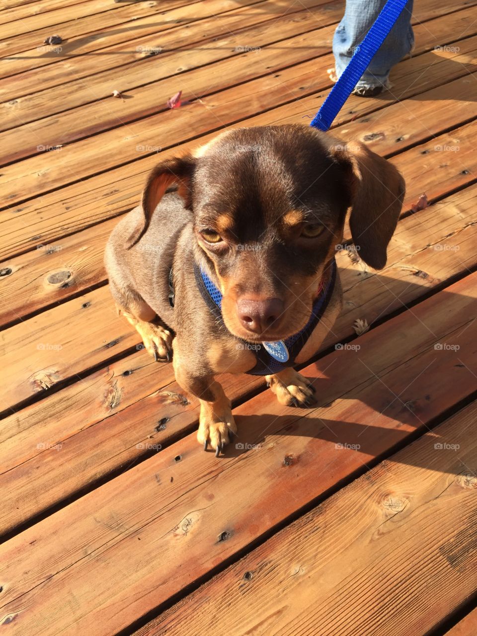 Cute brown dog sitting in the sunlight