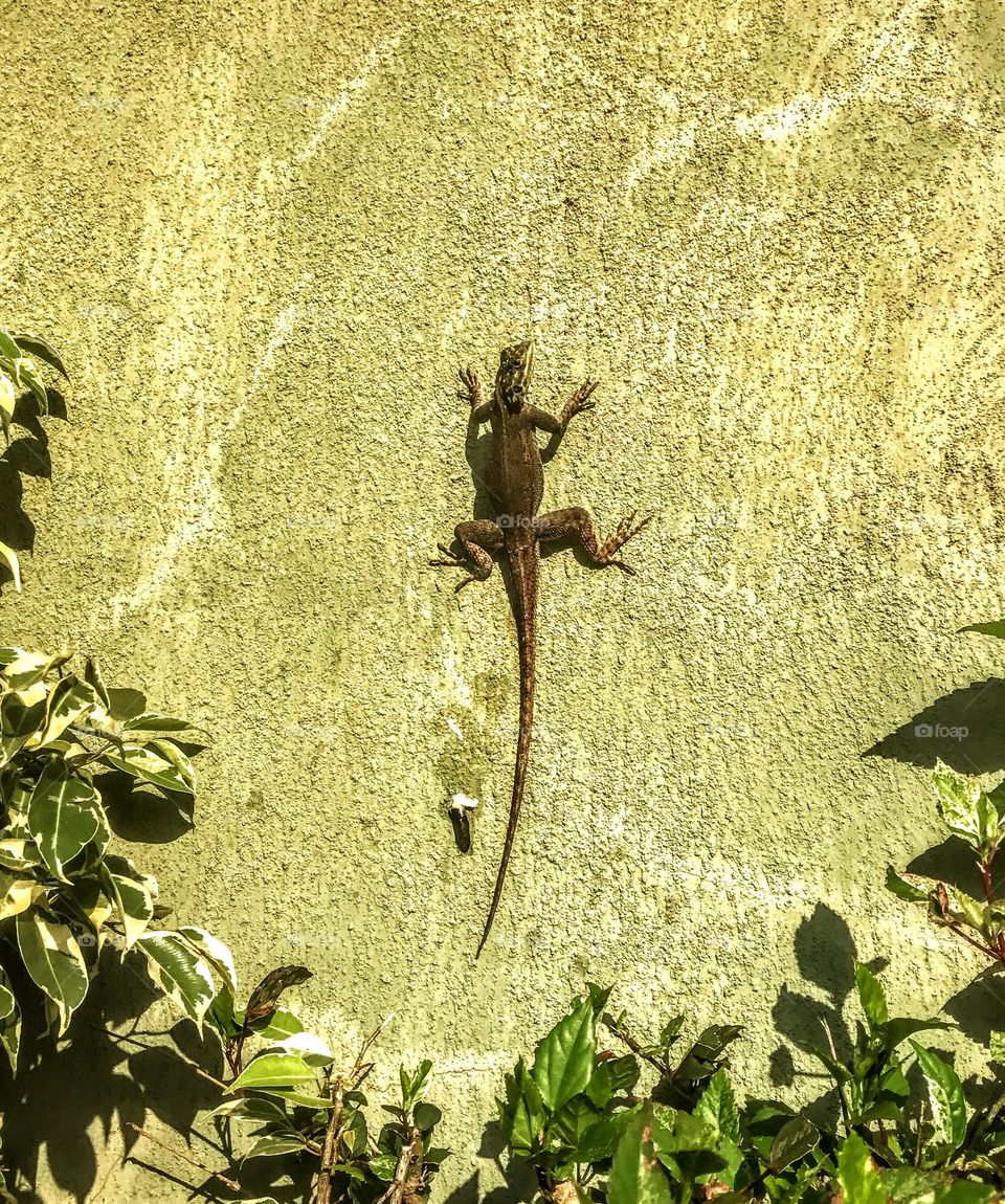 Saw a lonely lizard 🦎