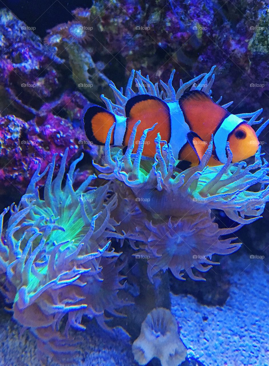 Resting clownfish