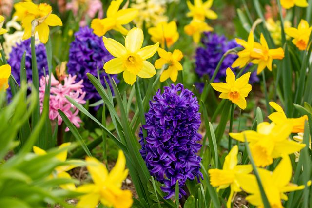hyacinths and daffodils in spring