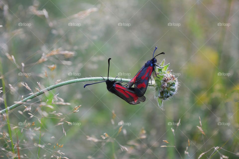 two butterflies love in green grass summer time