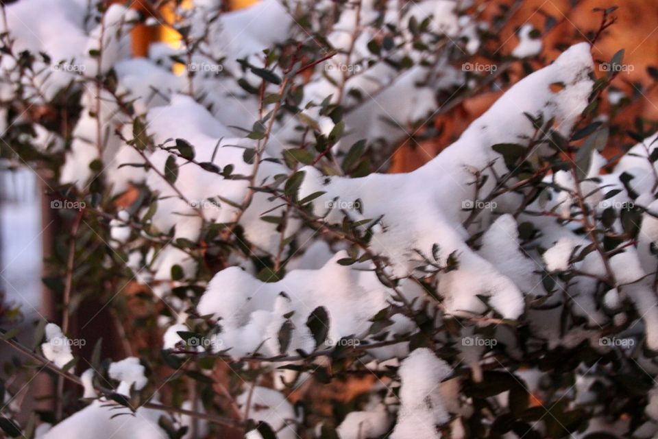 Snowy Greenery