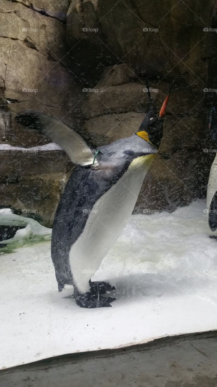 Penguin