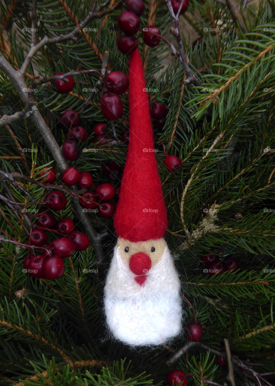 little red woolen santa with long beard between spruce branches and red berries