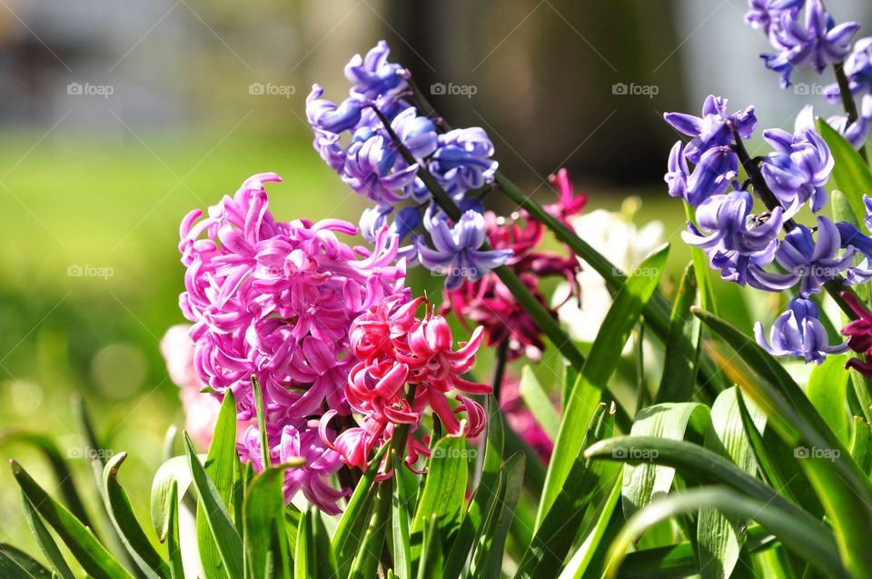 Flower, Nature, Flora, Garden, Floral