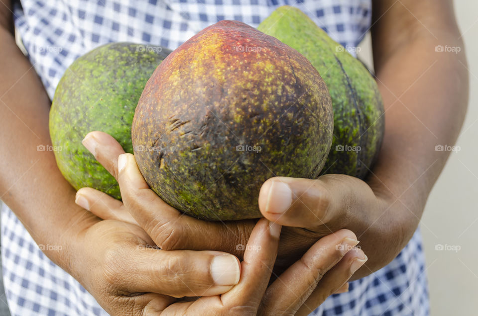 Holding Avocado Pears In Overlap Palm Of Hands