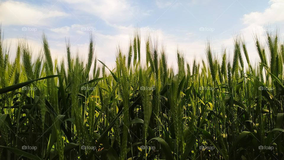Backdrop of raw ears of green wheat field on the sunny day cloudy blue sky background. Copy space of the setting sun ray on horizon in rural meadow close up nature photo Idea of a rich harvest