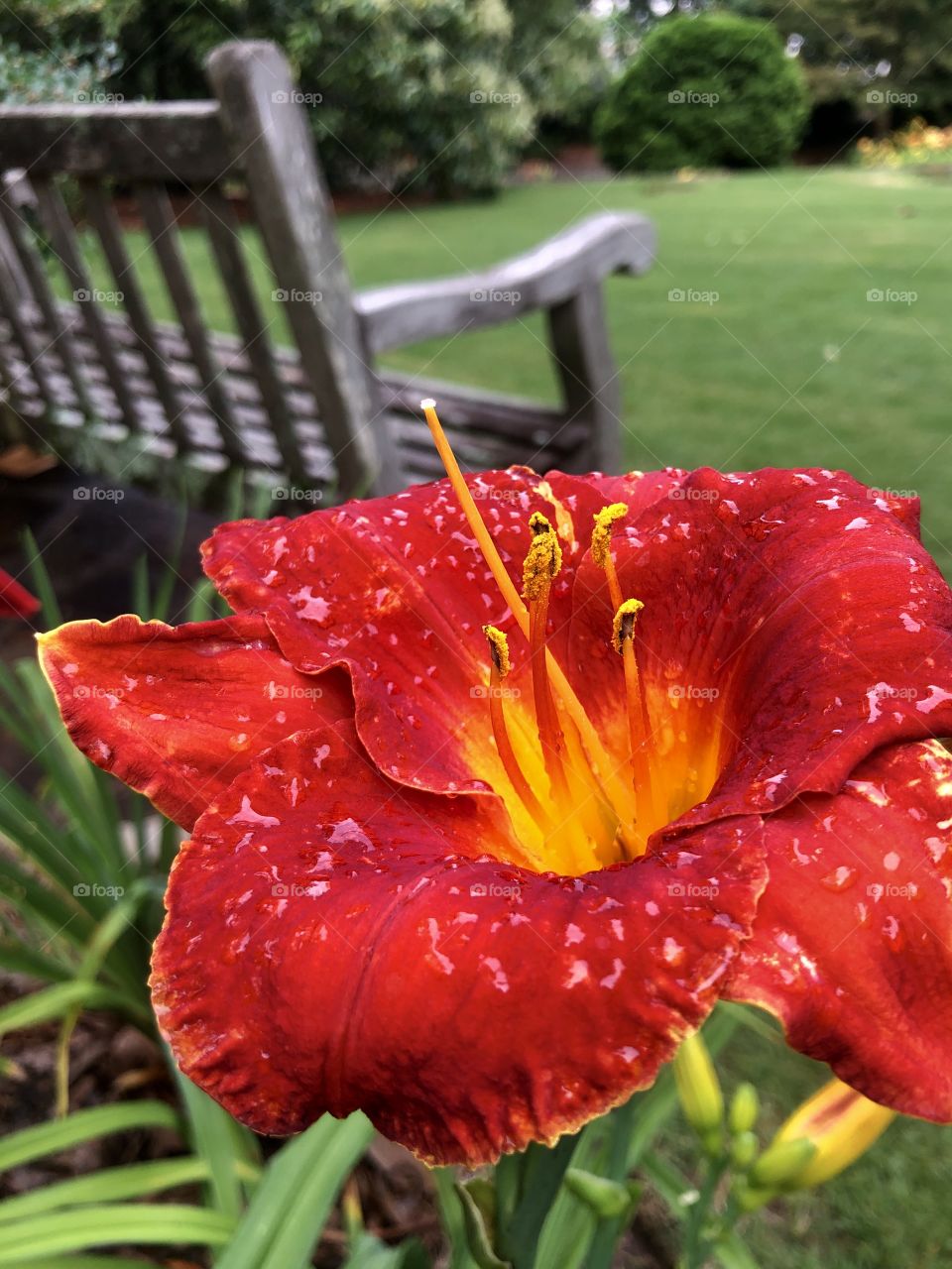 Closeup of colorful day lily by park bench in botanical garden 