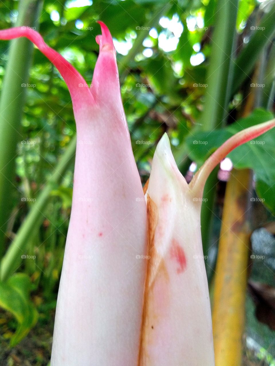 my favourite shot, wild plant