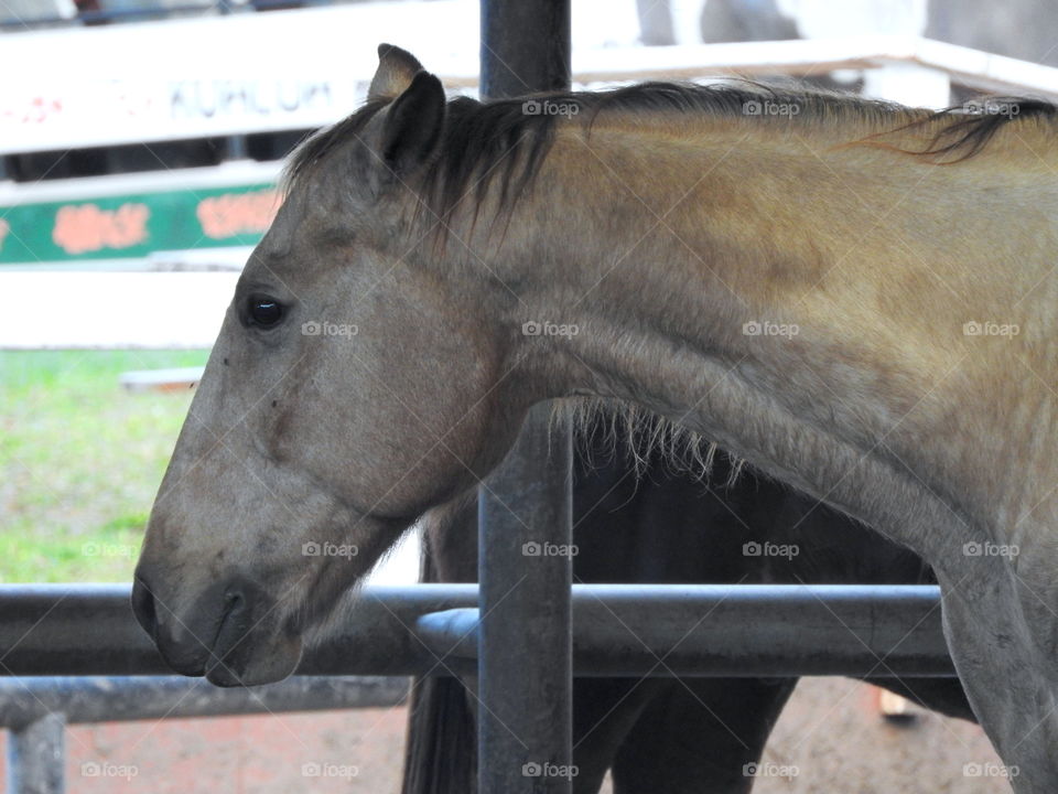 majestic horses 