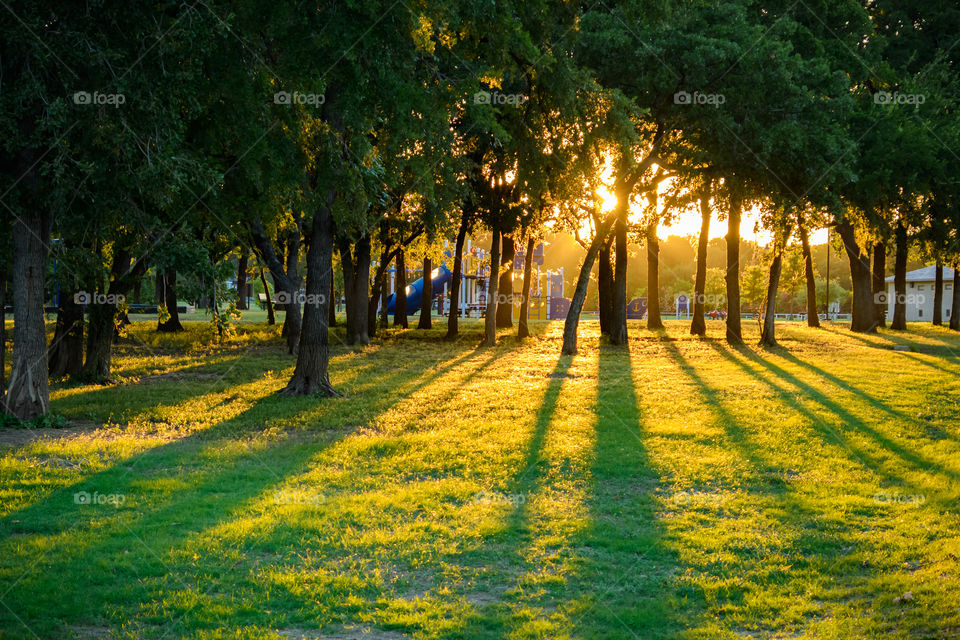 Sunlight behind the colorful park and the trees blending in with the green of the trees and grass and the shadows during the sunset in Texas.