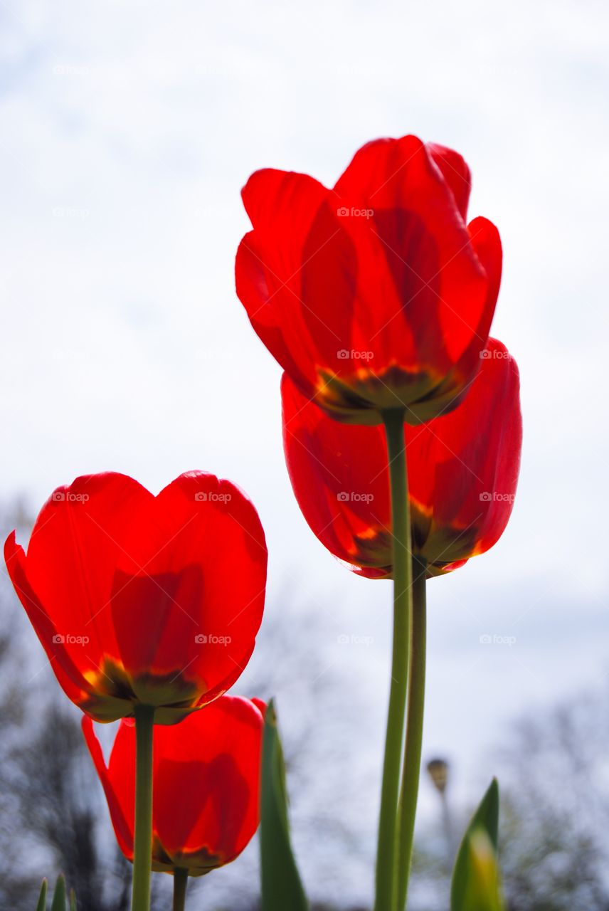 Scarlett Tulips