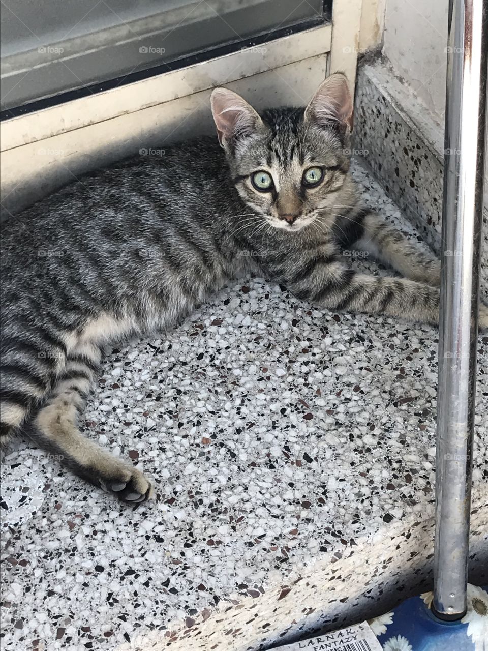 Gorgeous stray kitten in Cyprus with beautiful eyes