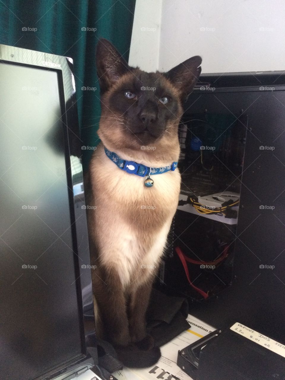 Funny seal point siamese sitting on desk 