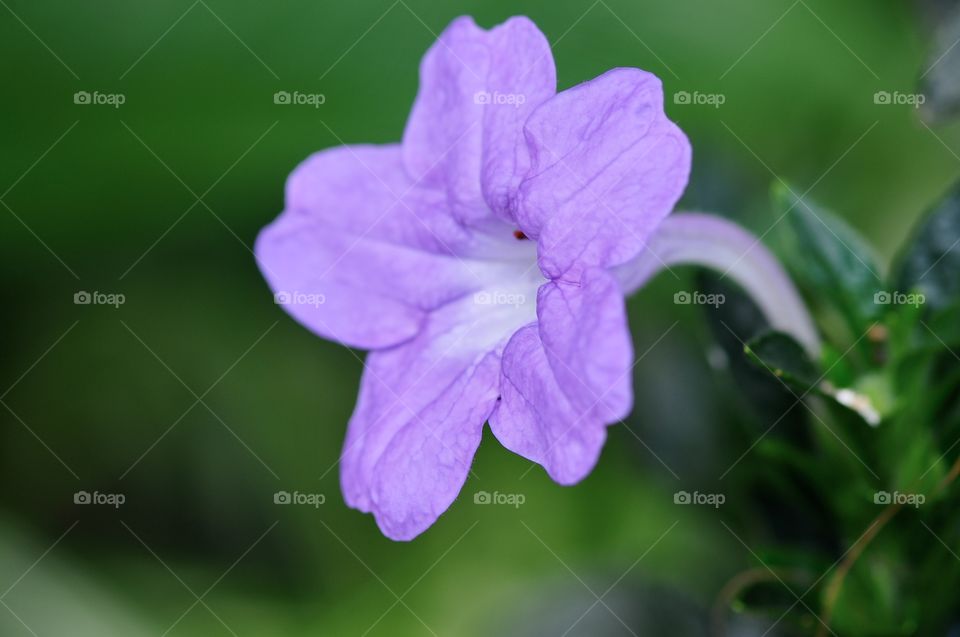 Purple flower 