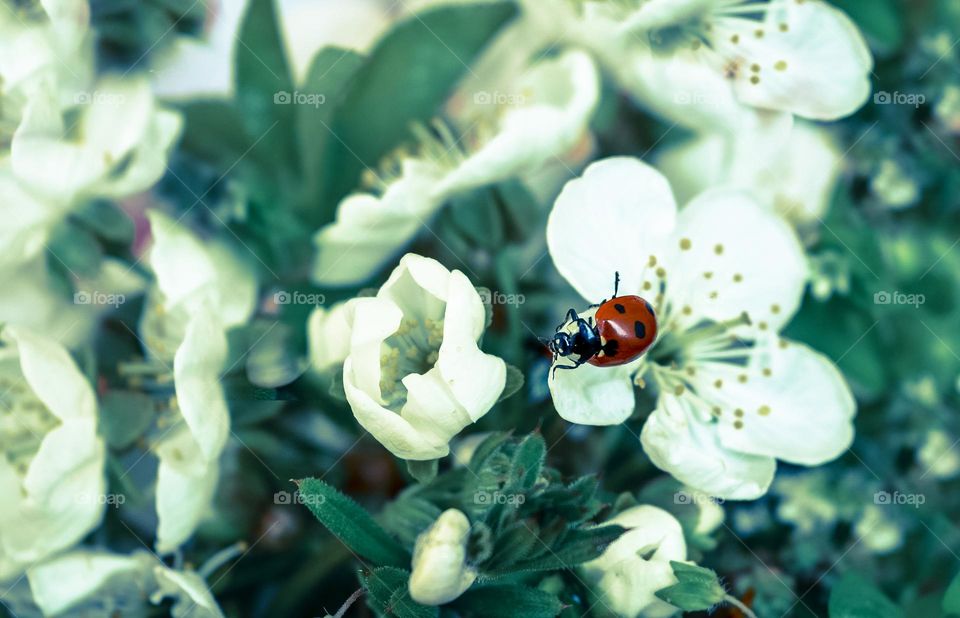 Ladybug