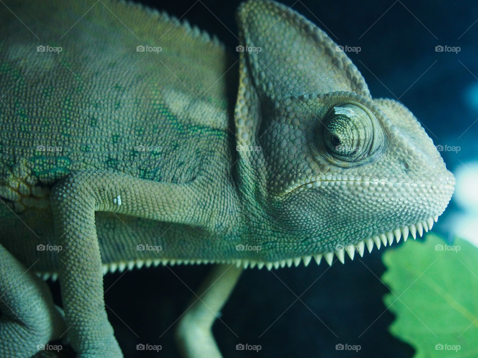 Close-up of chameleon