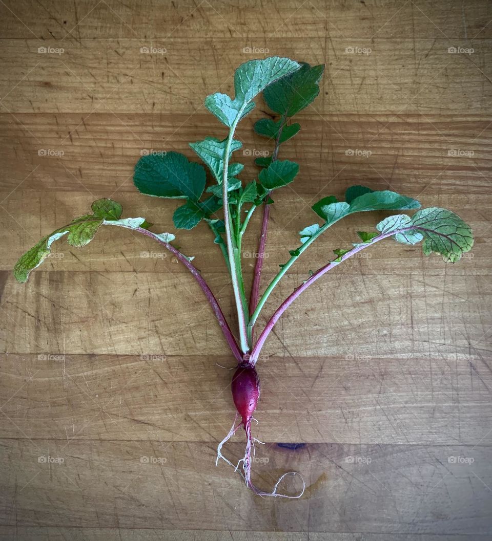 Freshly picked radish