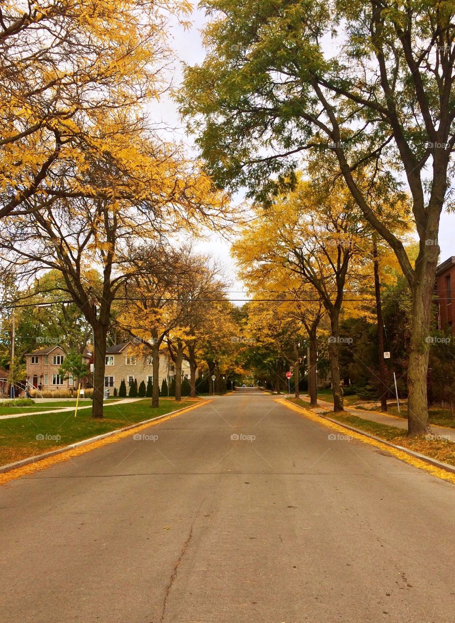 Empty road along with tree