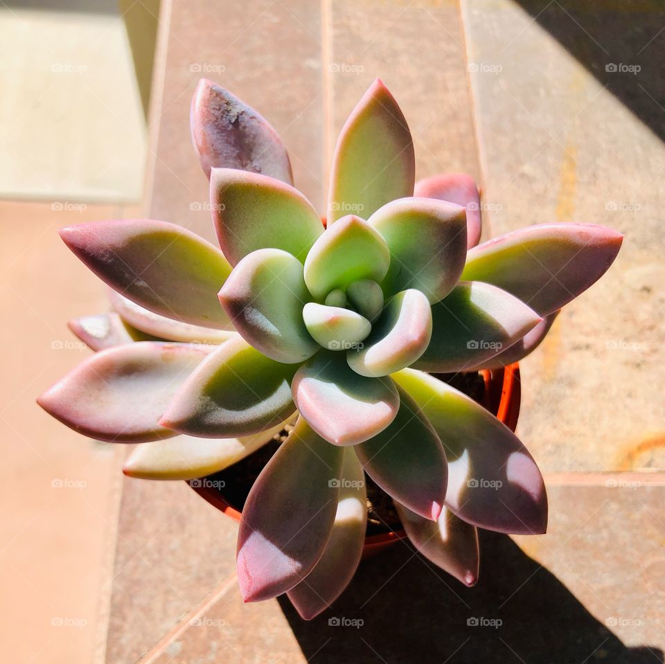 Succulent on patio