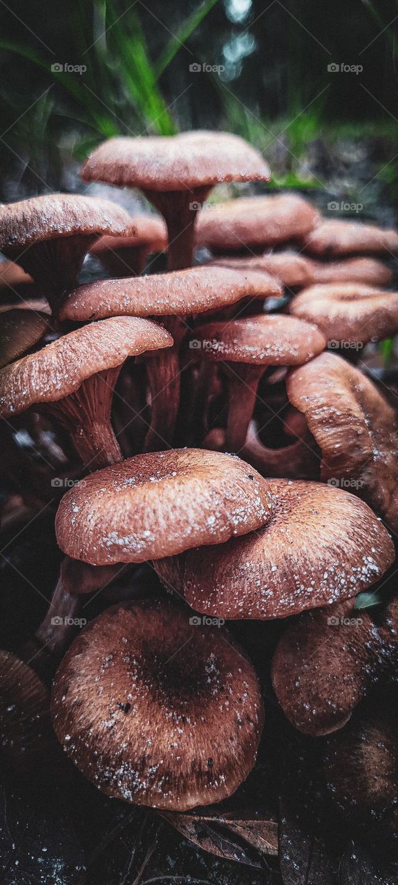 mushrooms