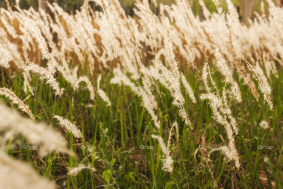 White grass. White grass with sunlight