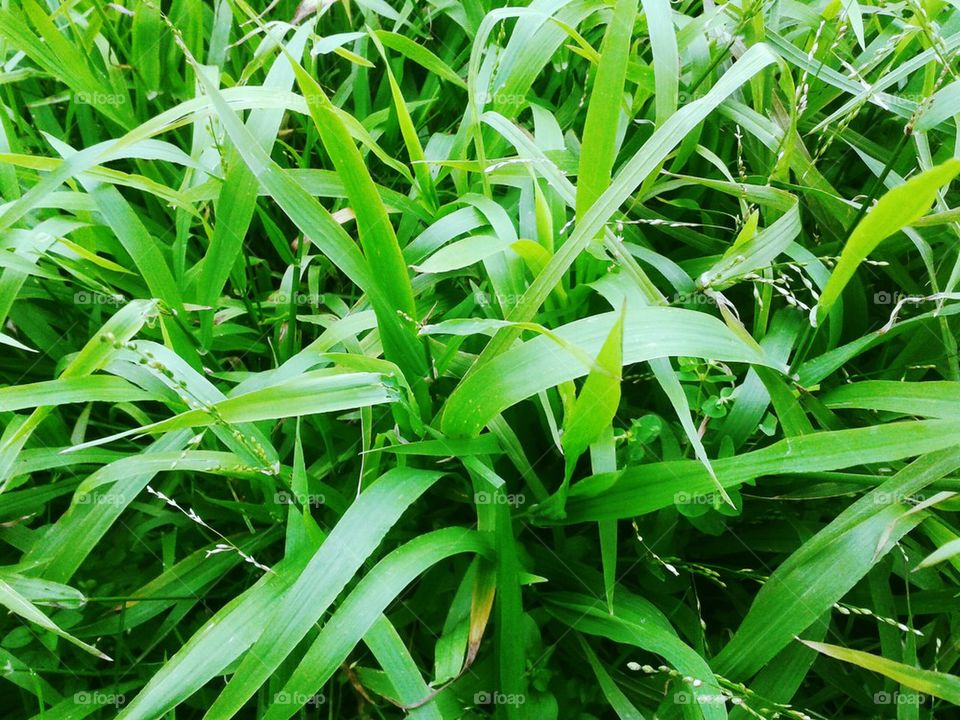 grass